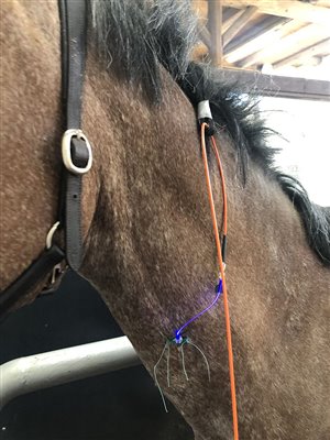 intravenöse Lasertherapie