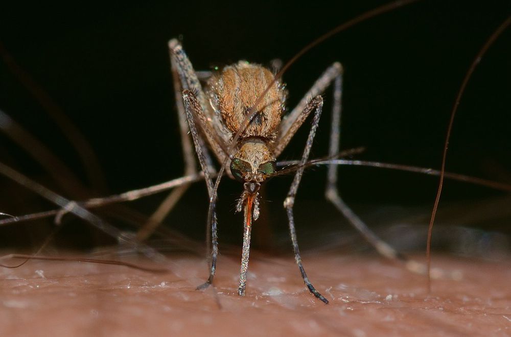 West-Nile-Virus Infektion